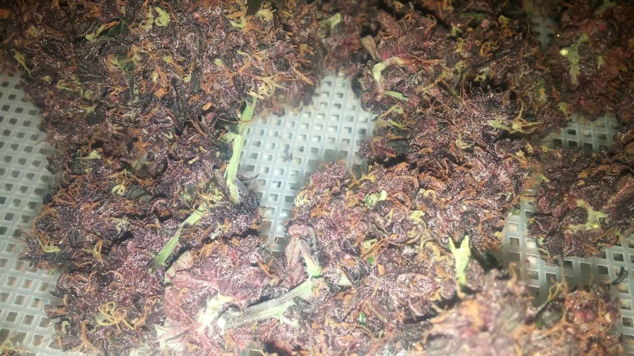Fastbuds Fastberry - Harvest is Drying