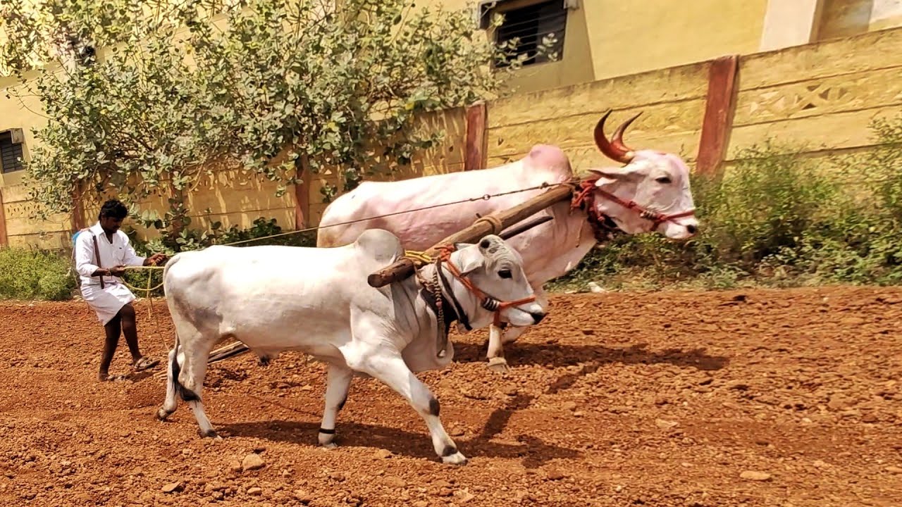 Khillar bull Pulling videos pattikonda