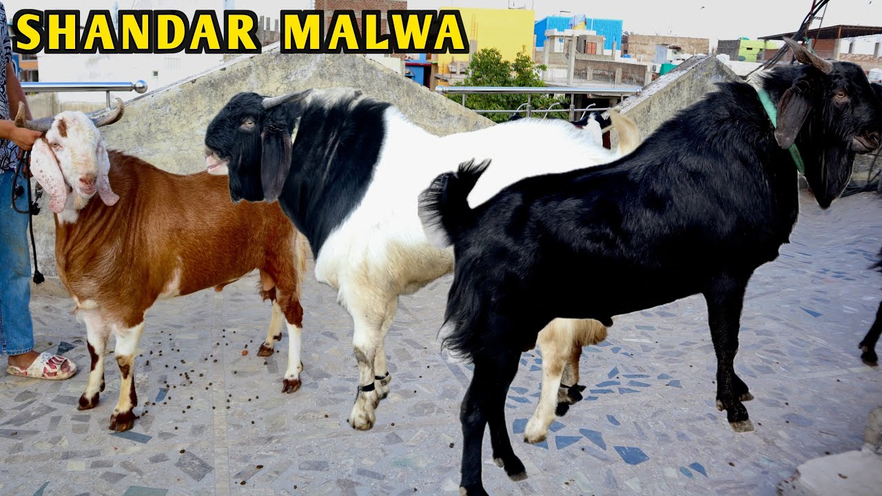 Malwa Ke Shandar Bakre At Gulshad Goat’s Bhopal
