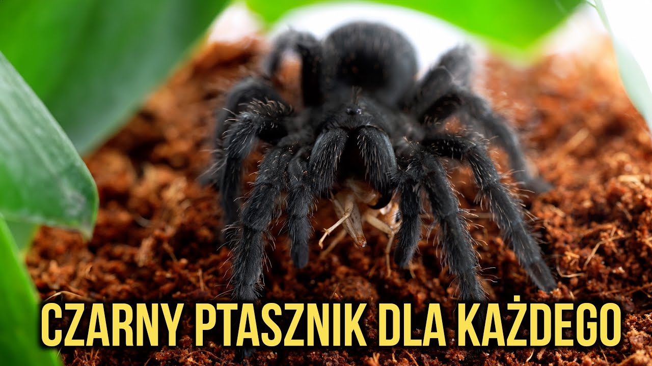 Grammostola pulchra to ptasznik DLA KAŻDEGO 😎