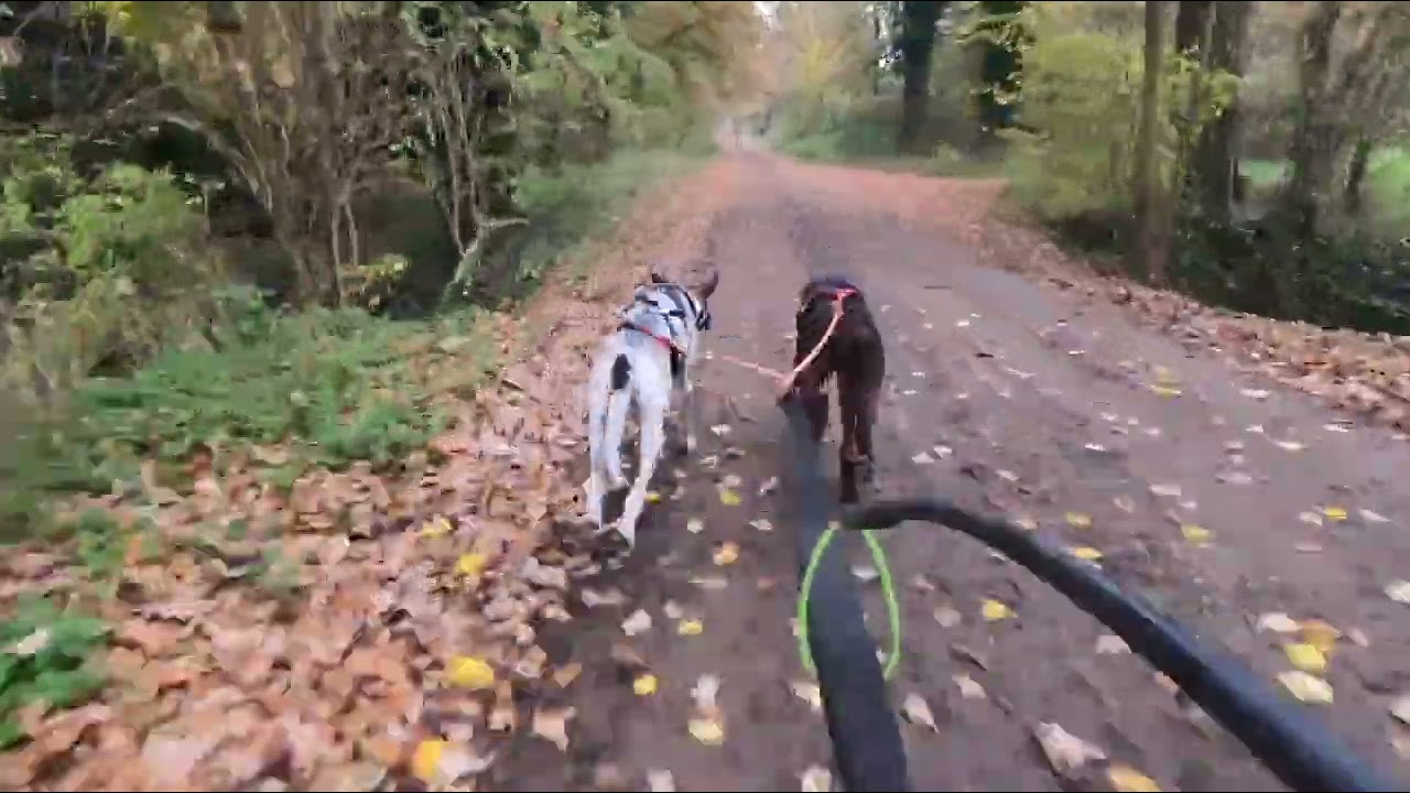 VDSV Visbeck 09.11.25 - 3,5km (DS2 Nala/Elsa)