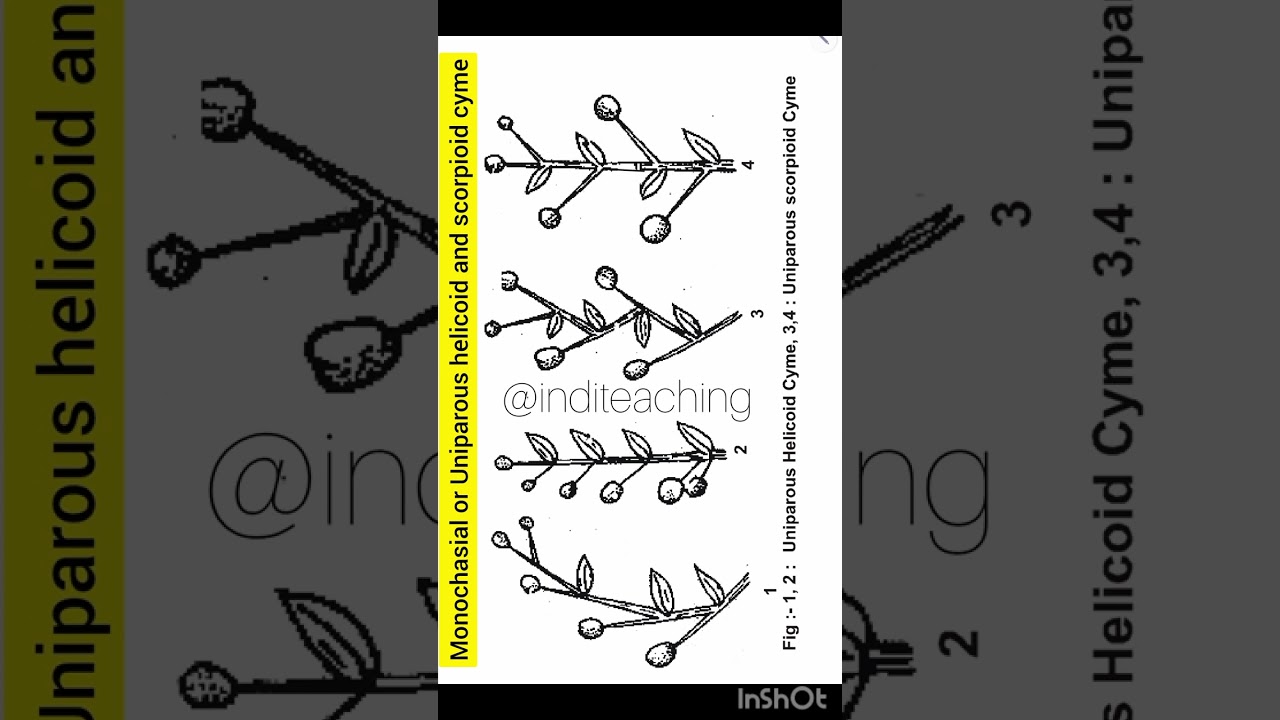 Monochasial or Uniparous Helicoid cyme and Scorpioid cyme | neet biology | class 11 @inditeaching 