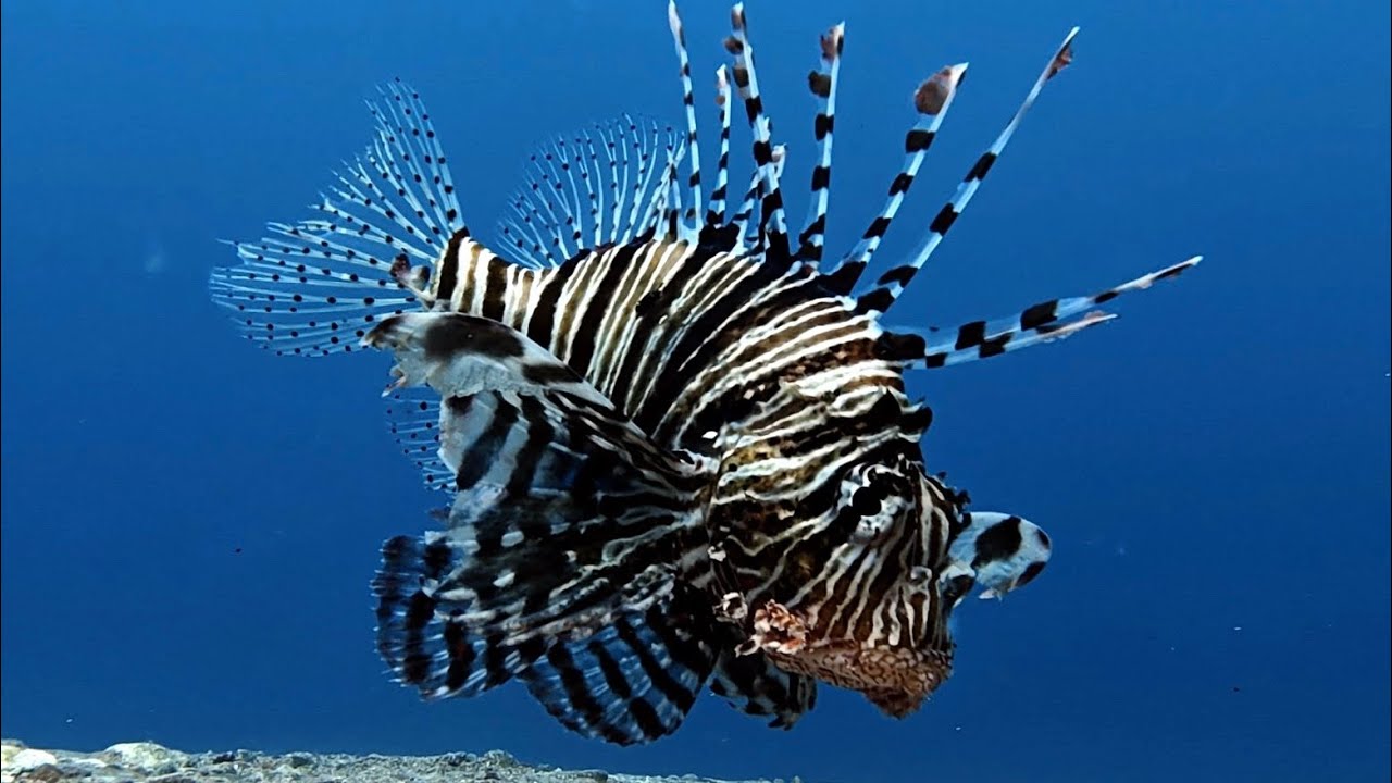 Dahab – dive and feel free