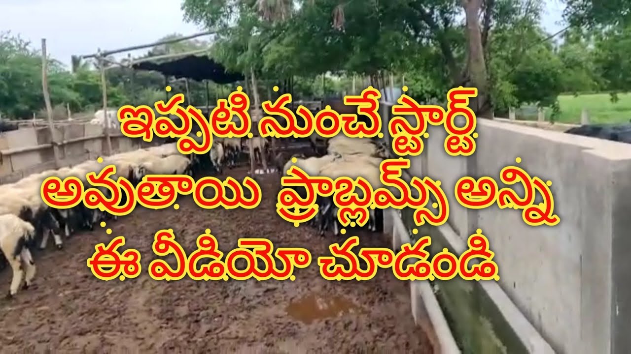 Sheep & Goat Farming - Rainy Season Care in Sheep and Goats