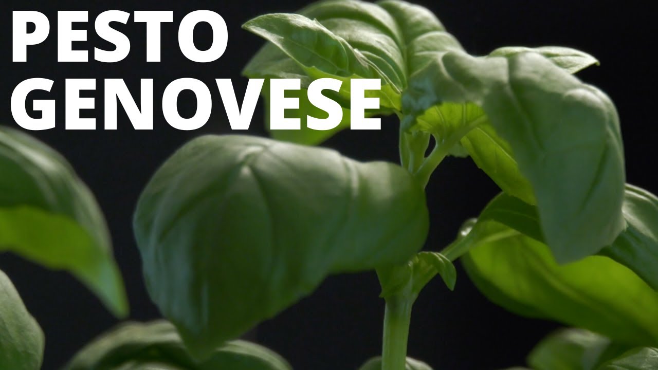 PESTO ALLA GENOVESE FATTO IN CASA COL MINIPIMER - Ricetta Facile e Veloce [ITA]