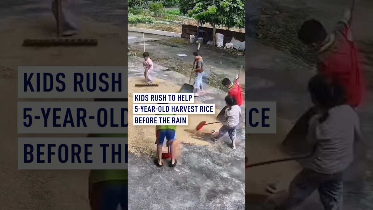 Kids rush to help 5-year-old harvest rice before the rain