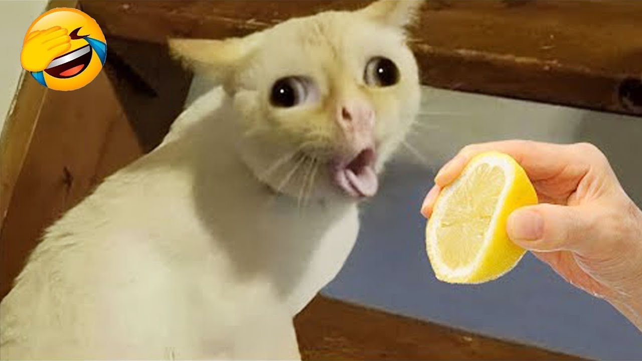 Try Not To Laugh 😂 Best Funny Cats and Dogs Videos 2026 😽🐶 Part 3