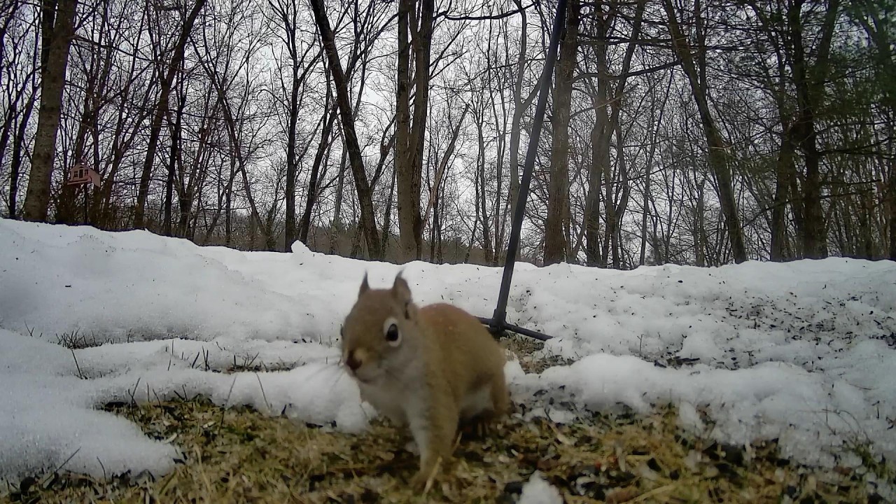Snacking in the snow with red.