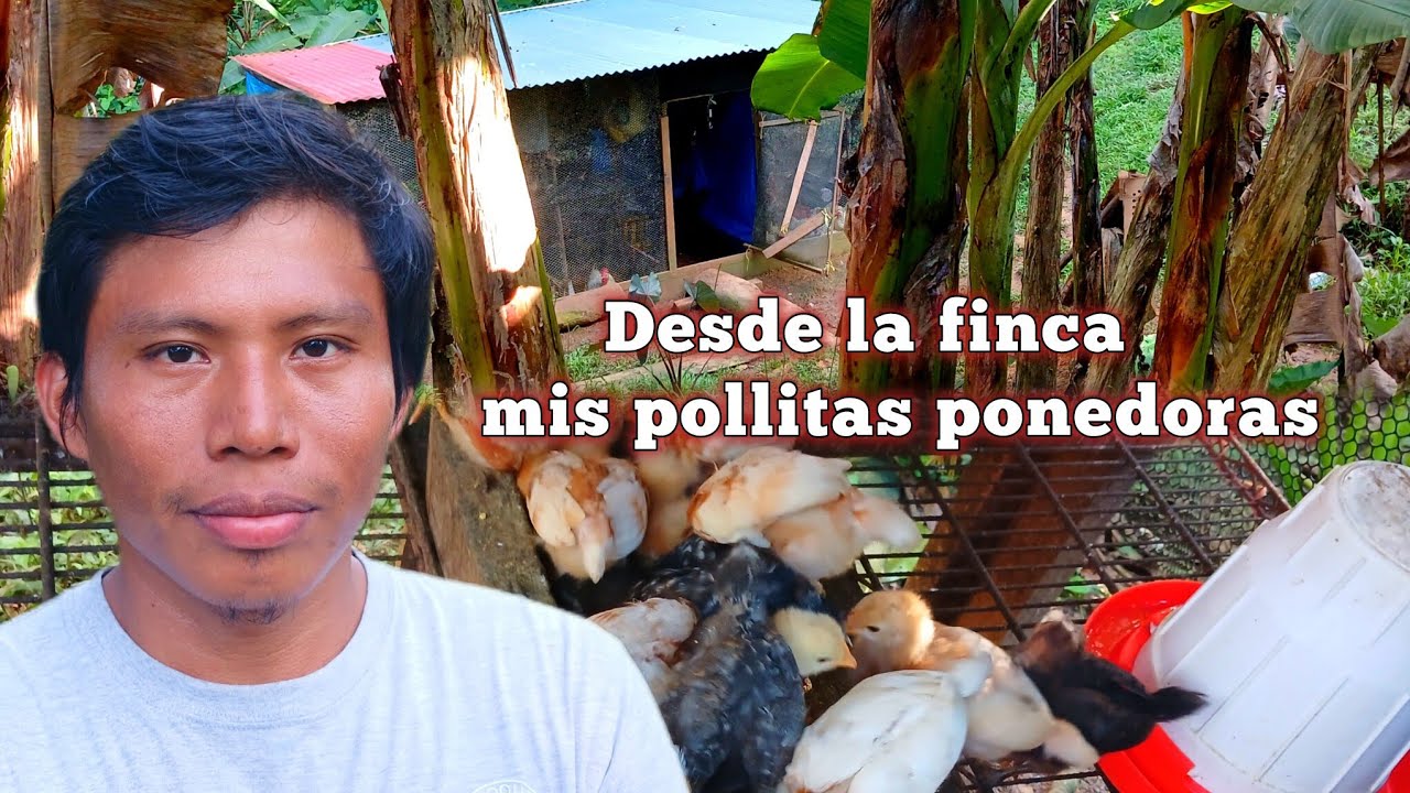 Moví las pollitas ponedoras|| Cuidando pollitas ponedoras 💪 Desde La finca