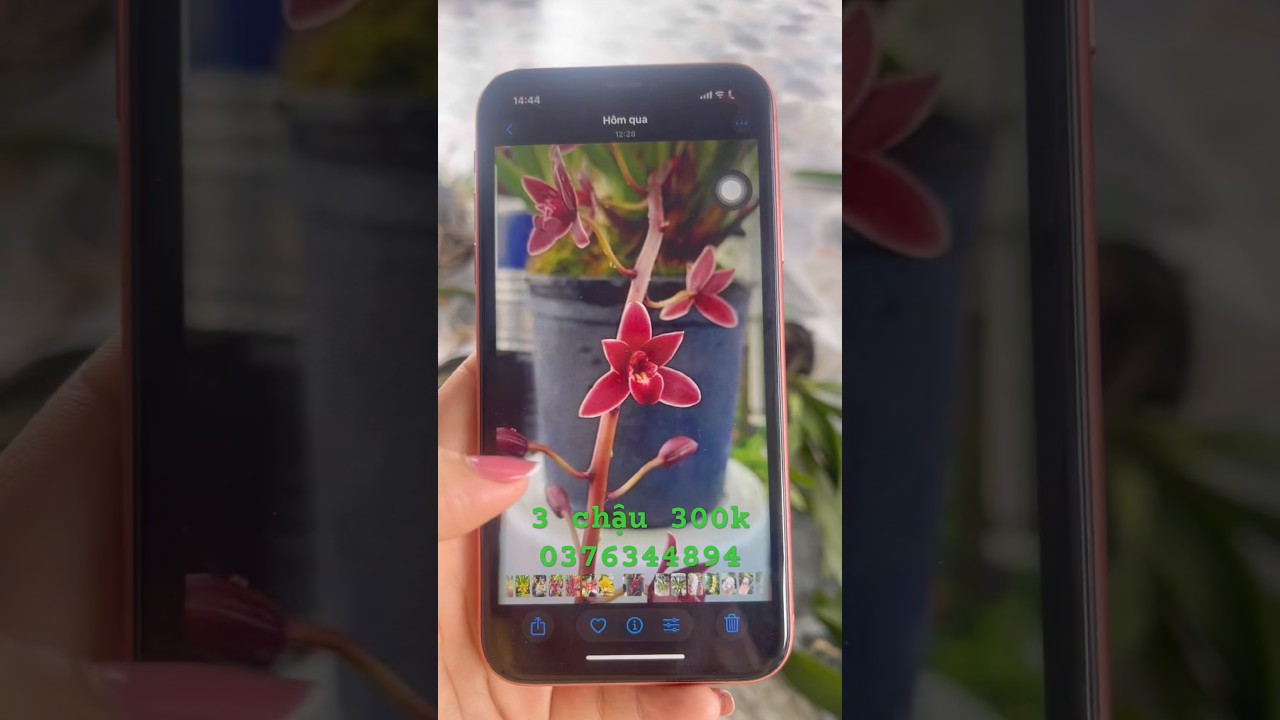 kiếm đỏ mĩ #orchid #orchid #shots #hoalan #tintuc24h #caycanh #lanrung #landotbien #phidiep #short
