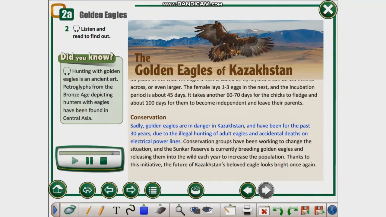 The Animal World - Golden Eagle - Grade 11