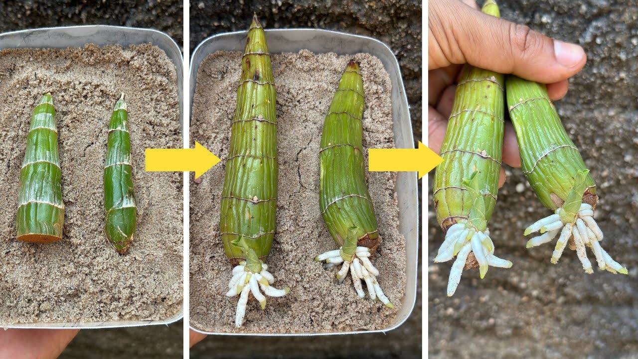 NÃO JOGUE FORA BULBO DE ORQUÍDEAS FAÇA ISSO E TENHA 100% MAIS MUDAS