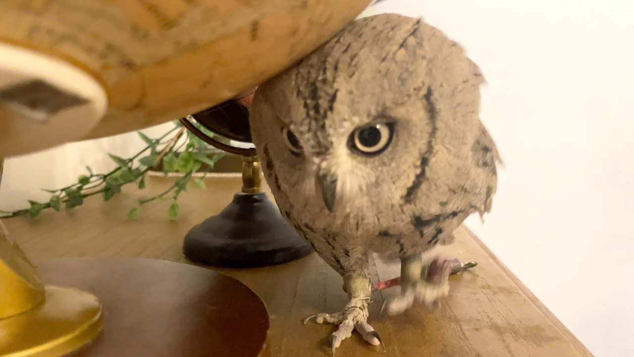 フクロウを改造したリビングに連れてきた結果…