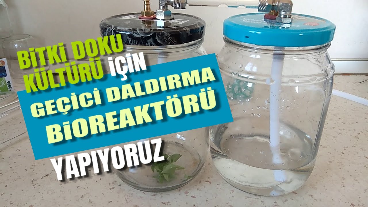 Geçici Daldırma Biyoreaktörümüzü (Temporary Immersion System) Yapıyoruz