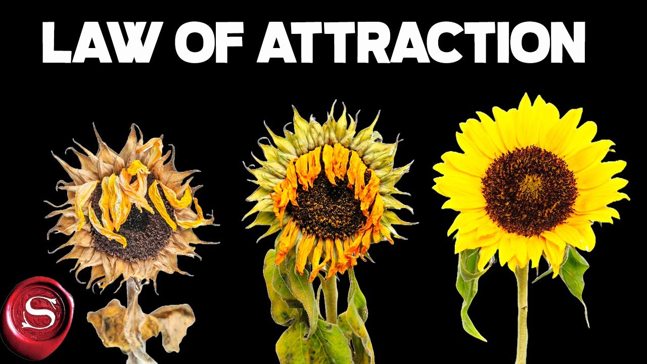 The Law of Attraction With Semen Retention
