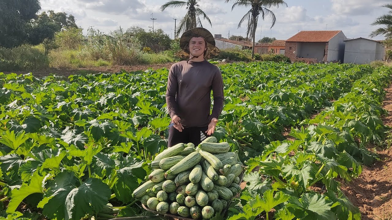 plantio de  abobrinha , primeira colheita.