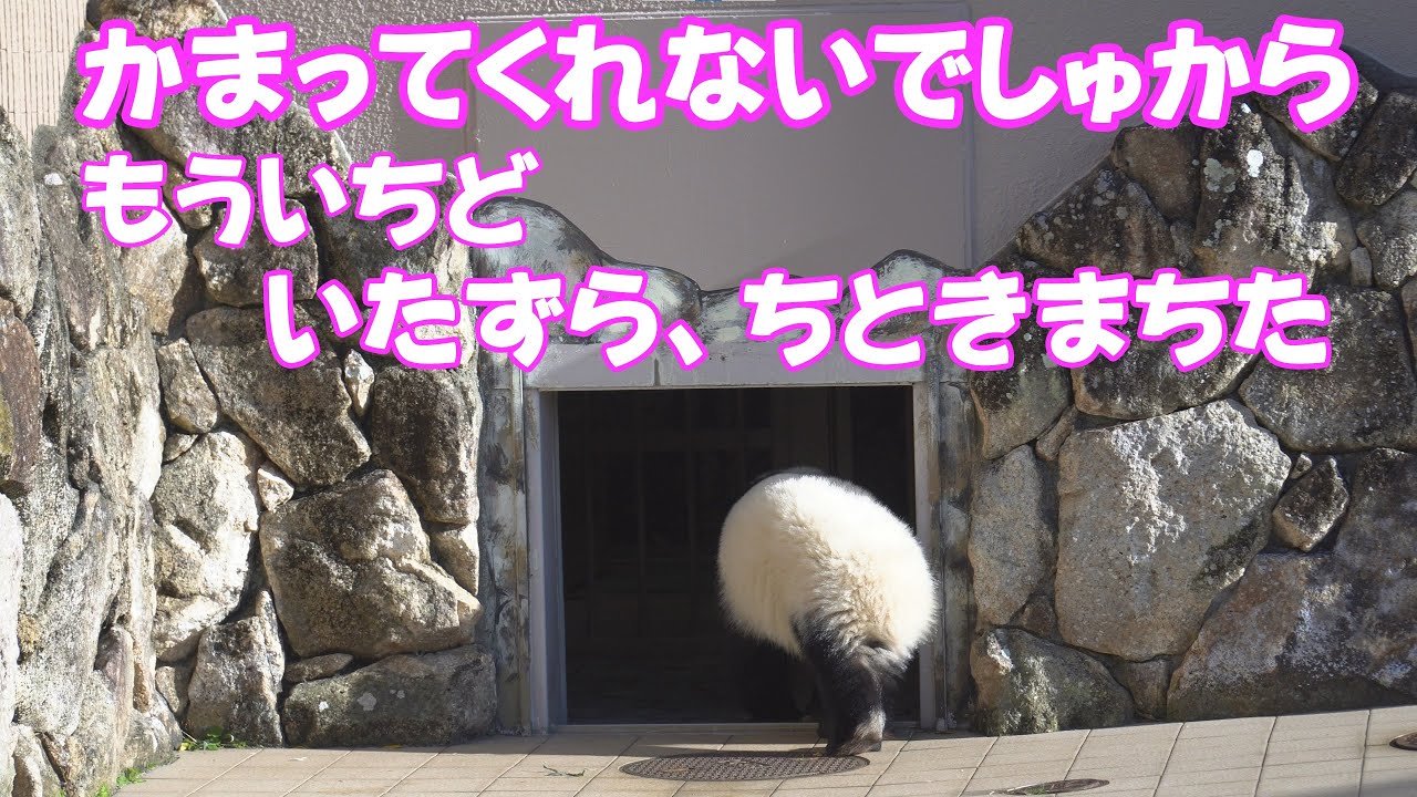 恐るべきIQの楓浜、飼育員さんにかまってくれないので、仕返しをして帰宅