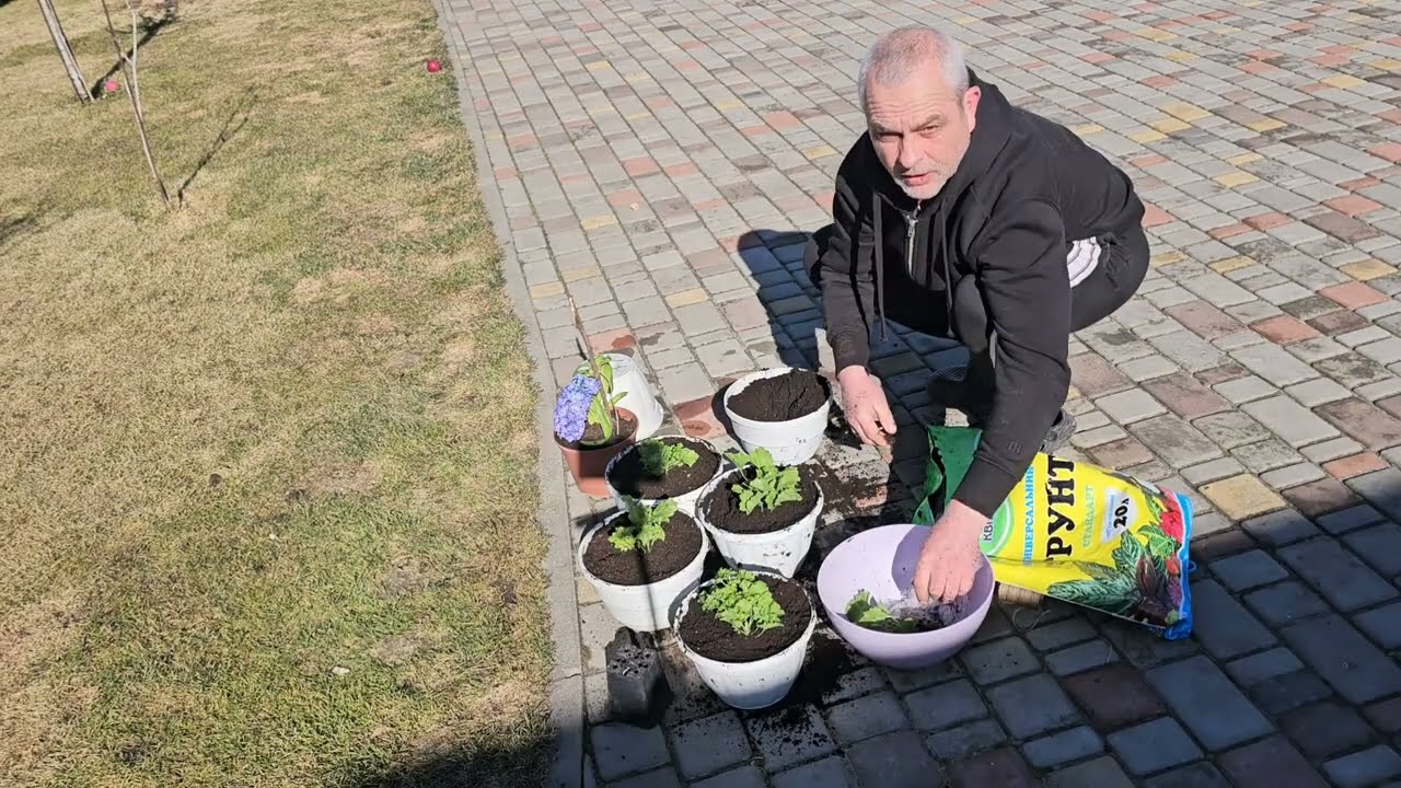 Наводим порядок с розами 🌹