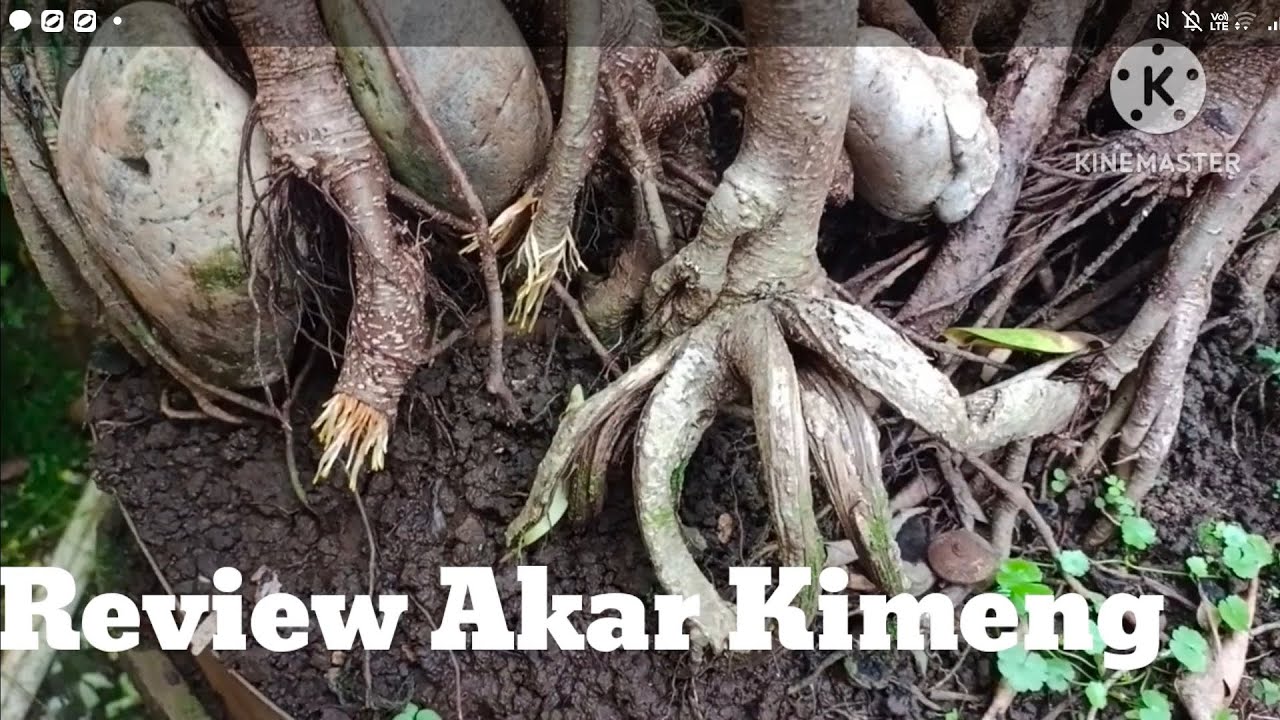 Review Akar Kimeng Menuju Akar Sekender