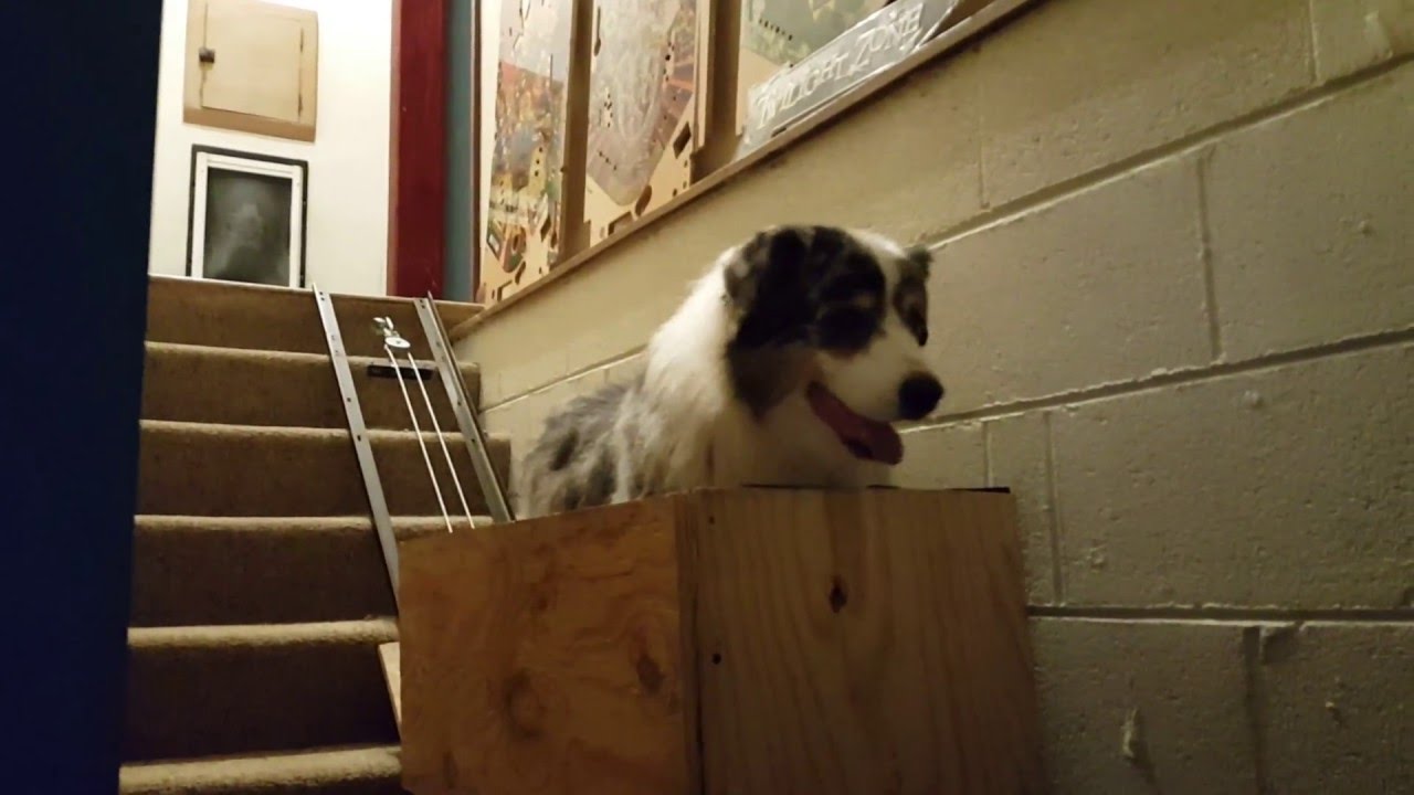 Doggy Stair Lift