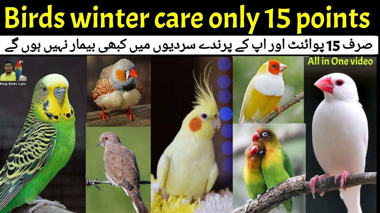 Birds winter care Deeply explained Most important information in just 15 points😍