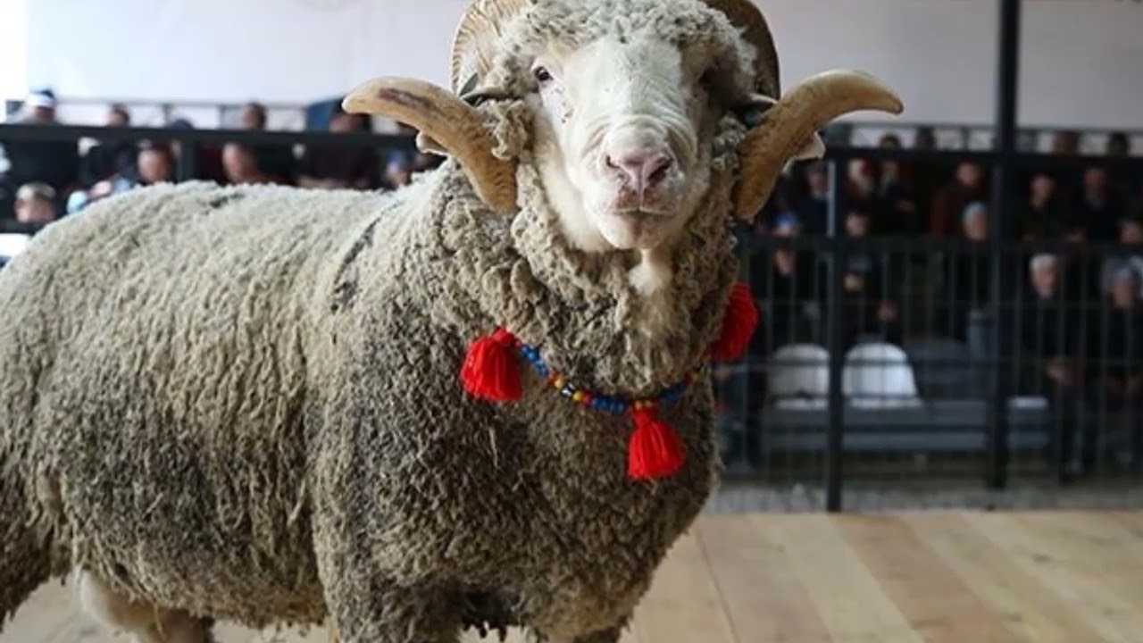 Merinos Koyunu Genel Özellikleri | Karacabey Merinosu ve Diğer Merinos Koyunu Türleri