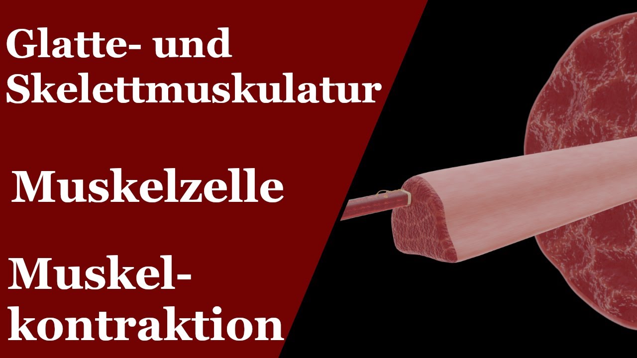 Muskeln | Muskelzelle und Kontraktion (Gleitfilamenttheorie)