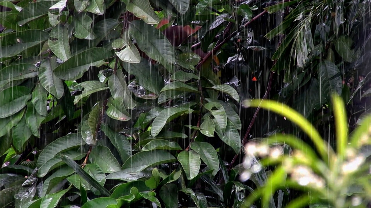 Rain Sounds for Sleeping – Slow Evening Rain to Ease Stress and Sink into Restful Sleep