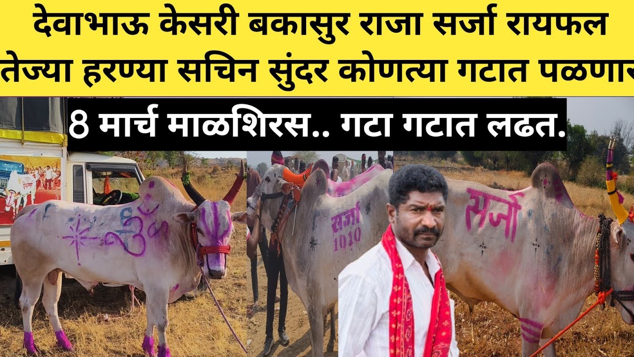 देवाभाऊ केसरी माळशिरस बकासुर राजा सर्जा रायफल तेज्या हरण्या सचिन सुंदर कोणत्या गटात पळणार 