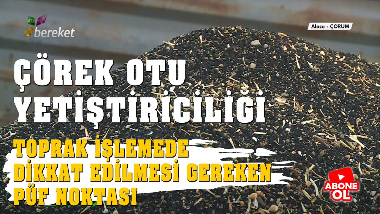 Çörek Otu Yetiştiriciliğinde Toprak İşlemede Dikkat Edilmesi Gereken Püf Noktası