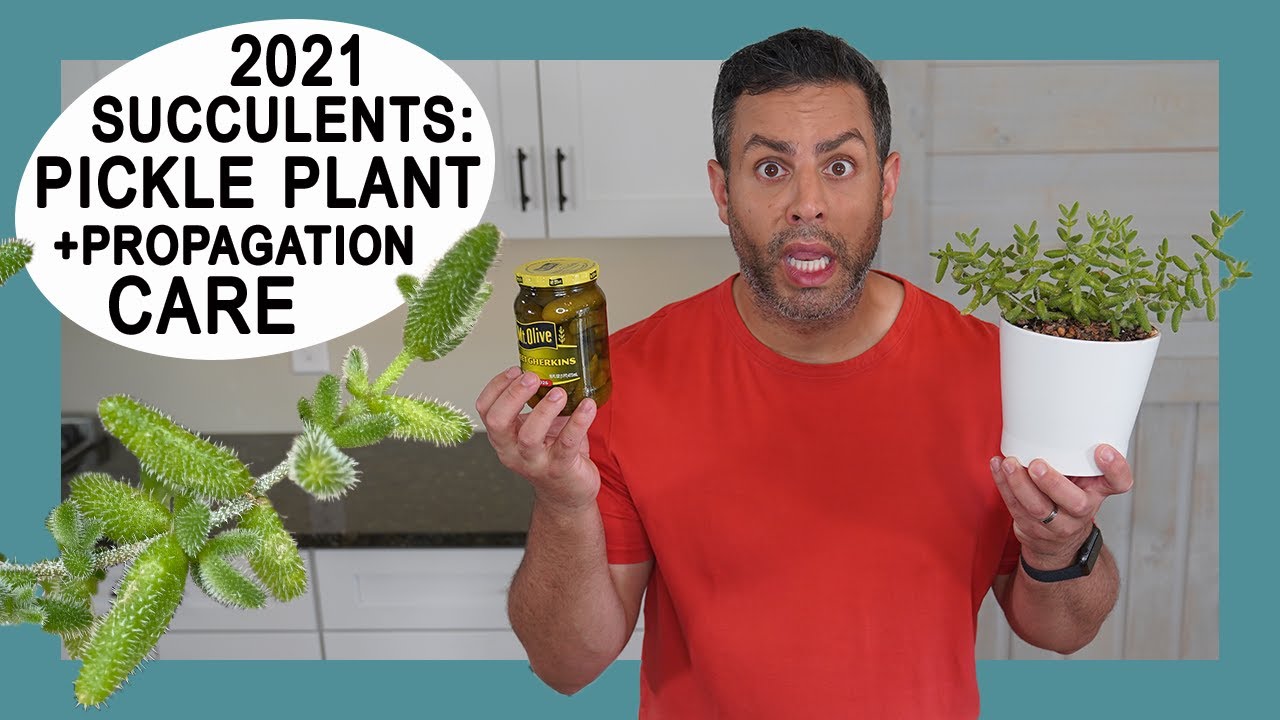Тренды комнатных растений 2021: Уход за суккулентом Делосперма (Delosperma Echinatum) #picklesare...
