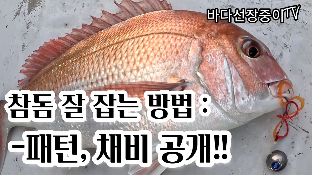 [타이라바 특강] 중수에서 고수로 가는 영상, 바다선장중이의 2023년 첫 어드바이스 나만 따라와 바다선장중이 하루에 두자리 쌉가능!! - jeju tairubber fishing
