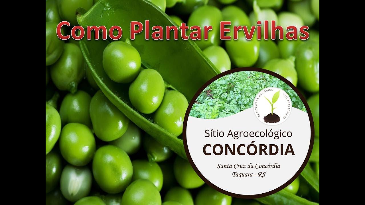 Como Plantar Ervilhas