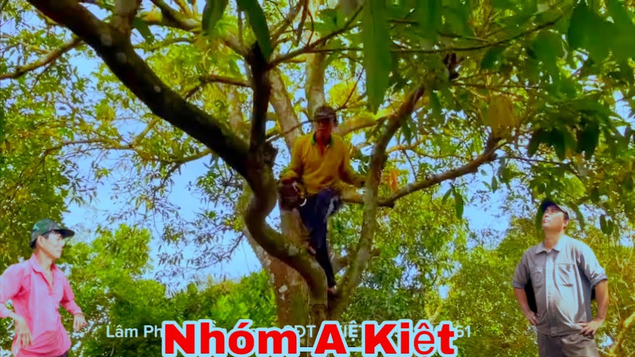 Nhóm A Kiệt A Mình leo Cưa Cây xoài cát chu lớn lâu năm trước sân nhà 