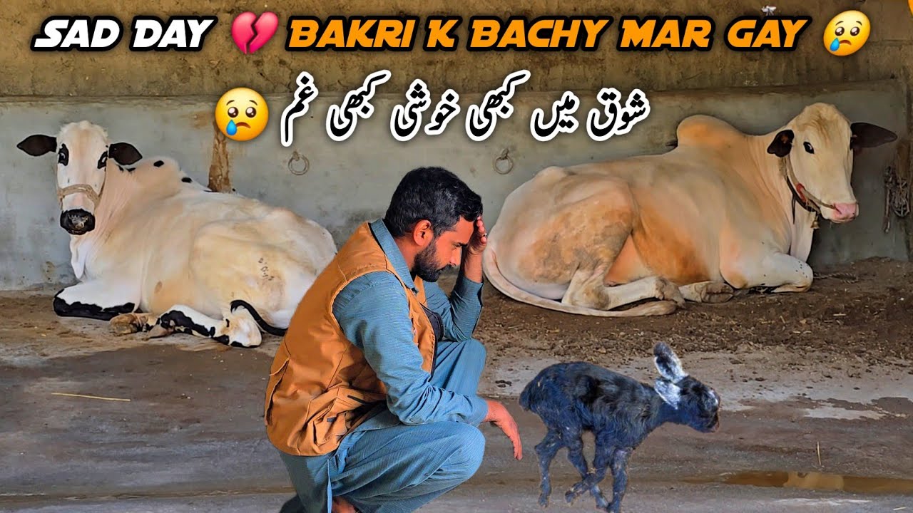 Sad Day 😢 Bakri K Bachy Mar Gaye 😢 Village Life Daily Routine #mbvlogs 