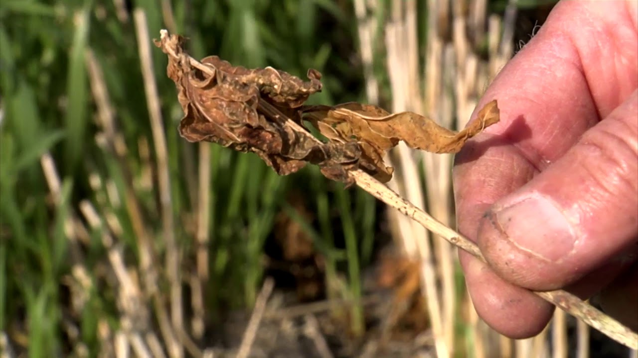 Cover Crop Options After Wheat