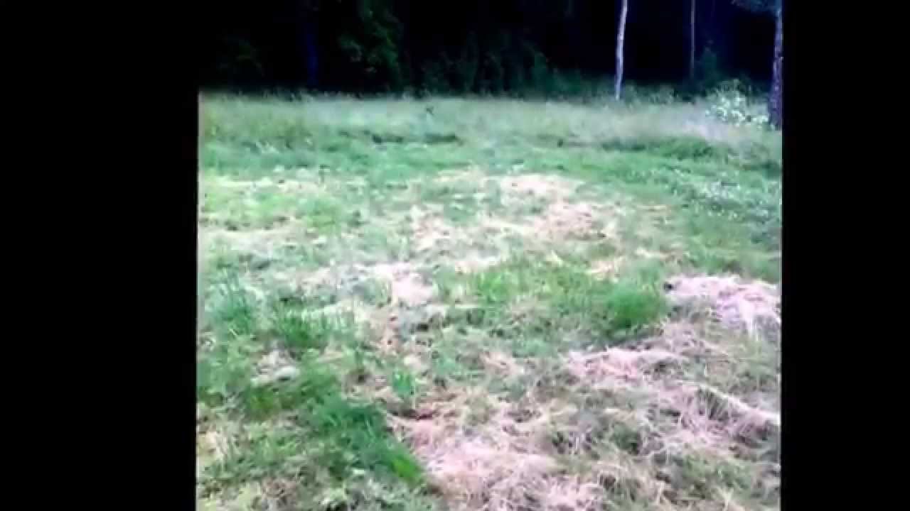 Valpträning och lek
