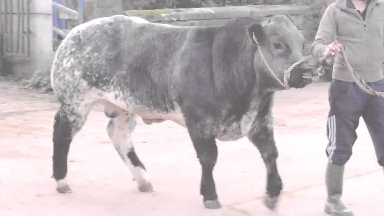 british limousin x british blue bull,hunters hall