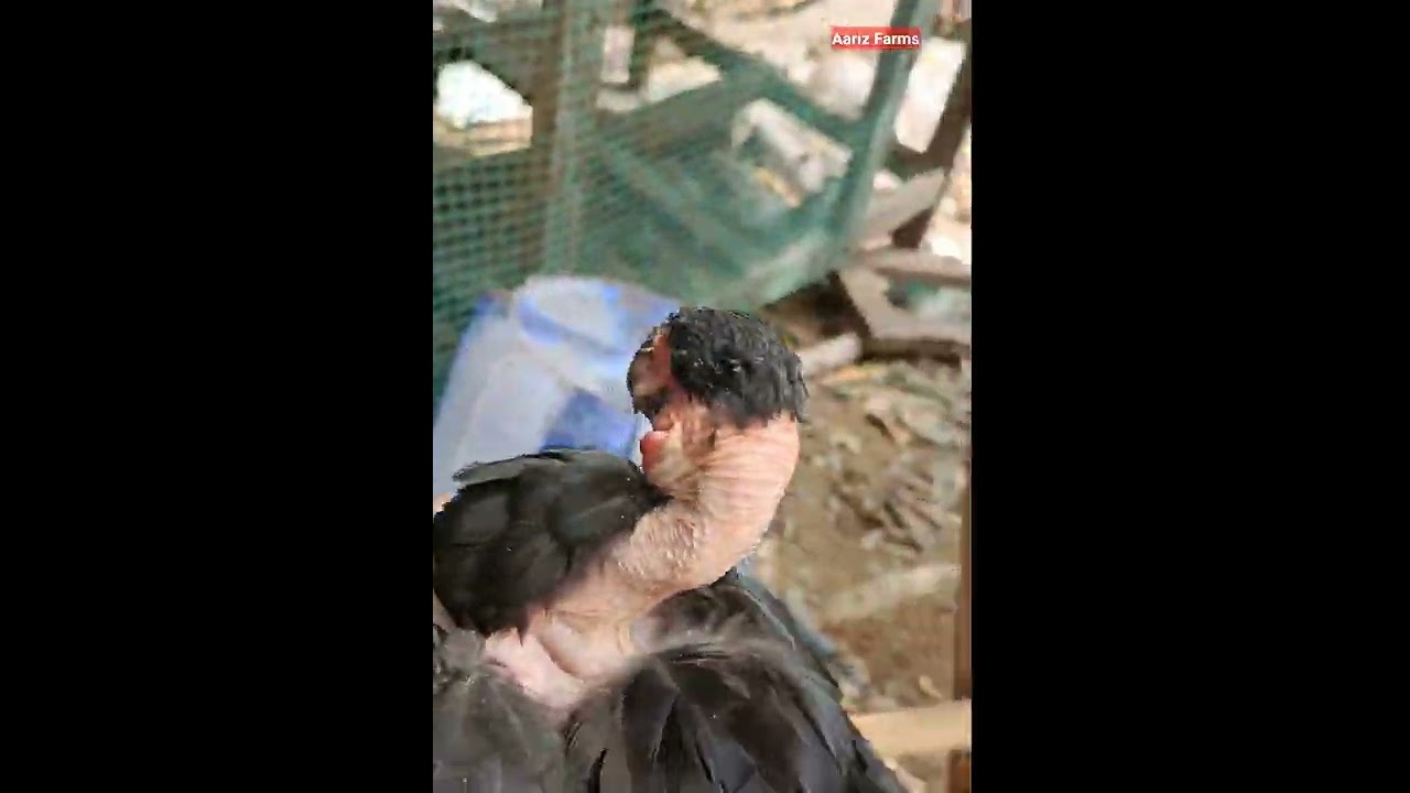 கொரைசா நோயை உடனடியாக சரி செய்யலாம் || Aariz Farms || Treatment for koraiza