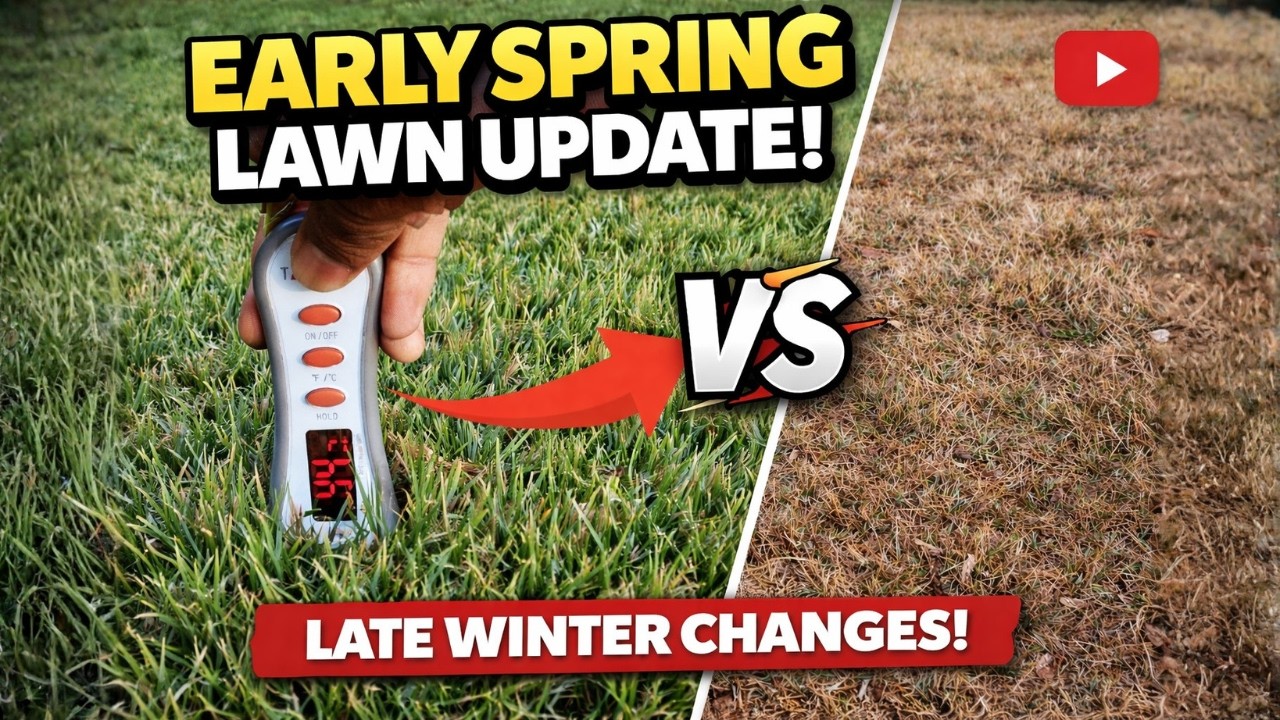 Early Spring Lawn Update | Winter Damage, Green-Up & What Changed