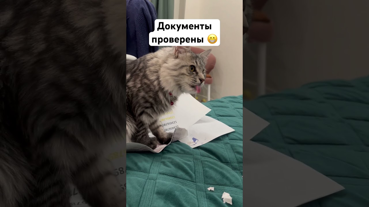 Документы проверены 😁#красиваякошка #кот #прикольныекоты #веселыекоты #юмор #топ #видосыоткота