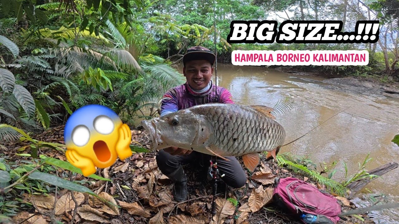 CASTING IKAN HAMPALA SUPER GANAAAS DI SUNGAI AIR KERUH ] Borneo Kalimantan Tengah. 