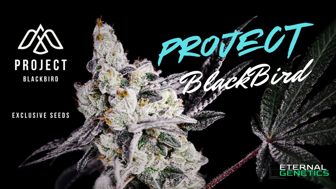Project BlackBird | 4x4 Tent | Seed to Harvest + HOTBOX Finale!
