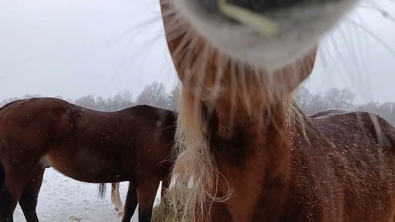 Dziwne ślady na śniegu. Konie, koty i pies. Koniec zimy bliski.  @Samo_sie 