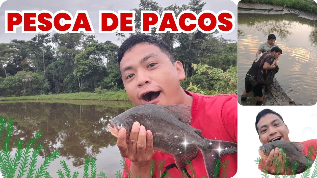 PESCA DE PECES PACOS | AMAZONAS #video #videoviral #pesca #peces #pacos  #amazonas #gersonventuro
