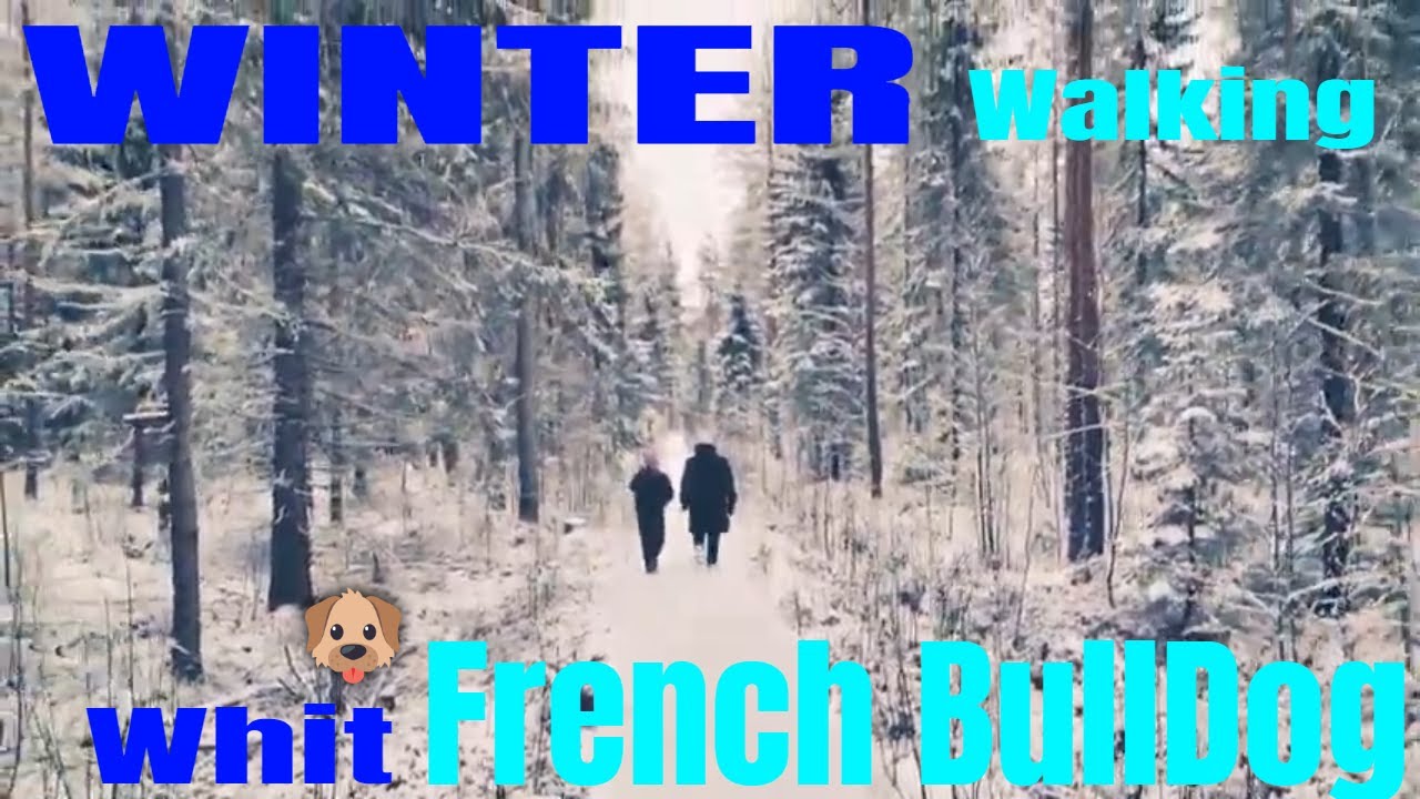 French BullDog Puppy | Winter | Paukaneva