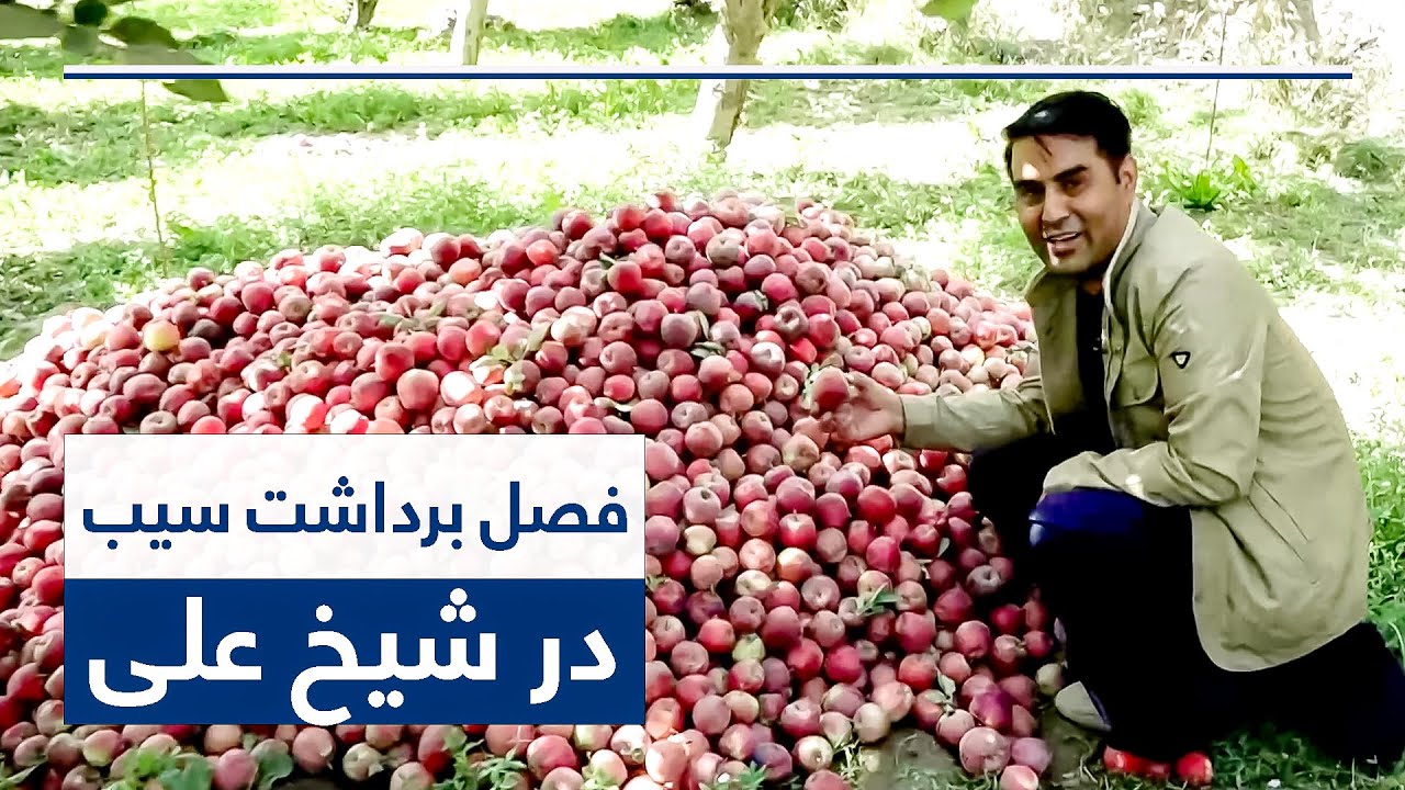 Apple harvest season in Sheikh Ali district | فصل برداشت سیب در ولسوالی شیخ علی