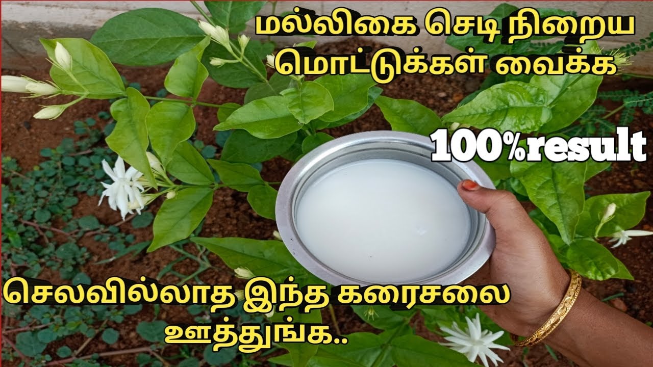 மல்லிகை செடி கொத்து கொத்தா பூக்க இதை செய்யுங்க|மல்லிகை செடி பராமரிப்பு|how to grow jasmine plant