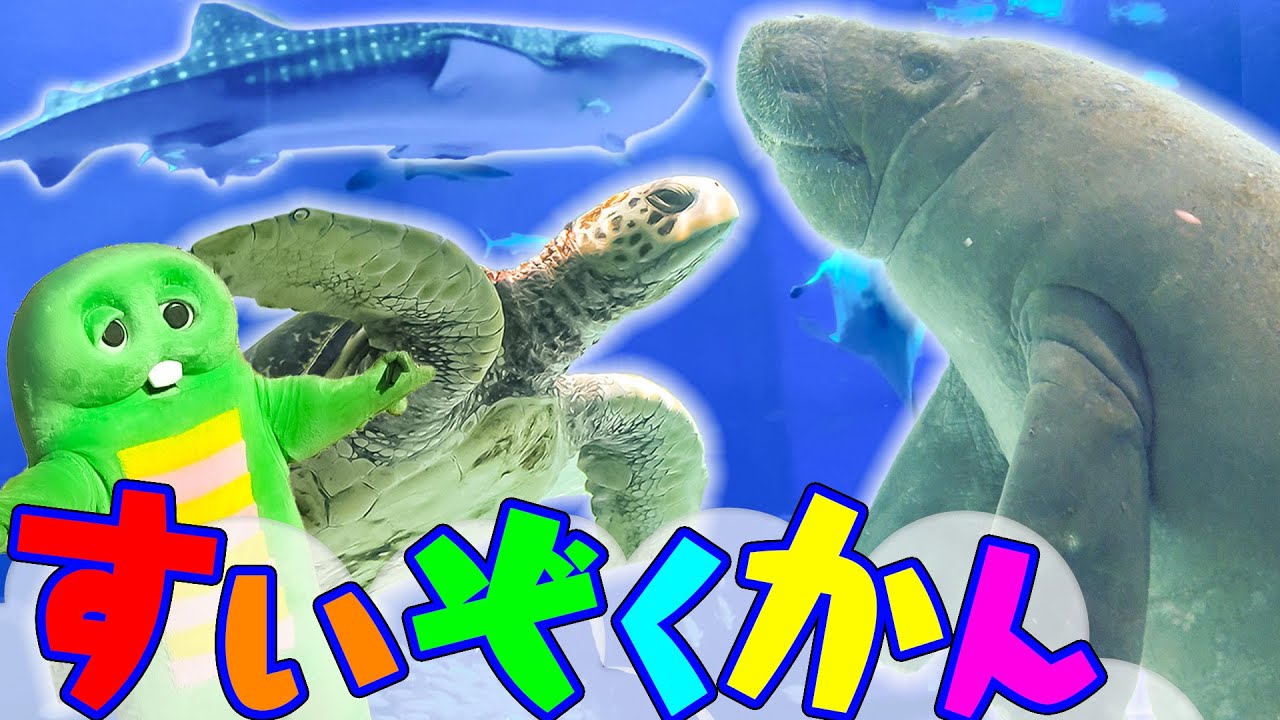 うみのいきものがたくさんあつまる水族館にいってきたよ♪ウミガメ マナティー サメ大集合！【沖縄美ら海水族館】