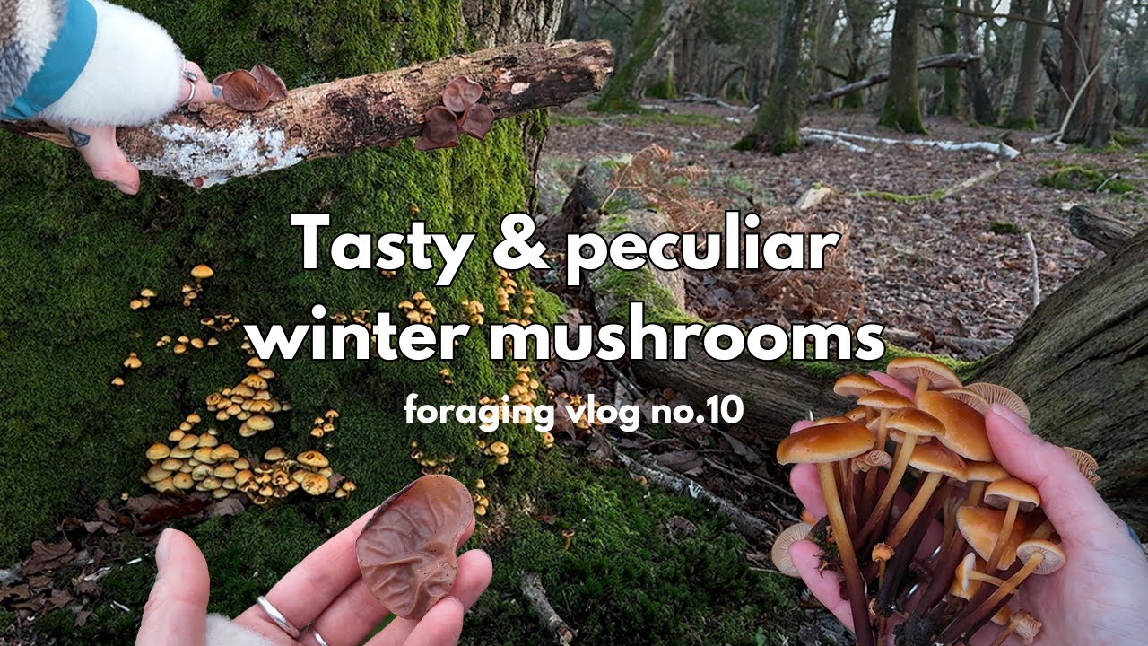 Foraging Mushrooms in february, UK | vlog 10